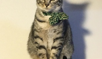 ワイの猫、なんとも言えない顔をなさる