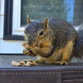 しばらくブログを休みます＆まとめてリス友写真 🐿️🐿️🐿️