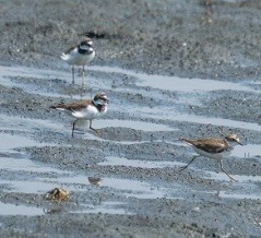 2026年7月23日の野鳥公園