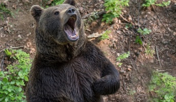 【危険】登山してて目の前にヒグマ居たらどうするの?