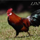 セキシャッケイ（Red Junglefowl）