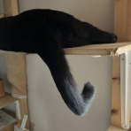 ねことのくらし