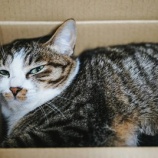 『カードを不正使用される（５）』の画像