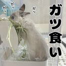 うさぎのルリ(1/24追記)