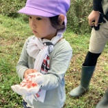 『稲刈り』の画像