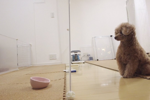 ペット動画まとめch トイプードル