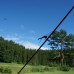 Ｃｏｕｎｔｒｙ Ｄａｙｓ