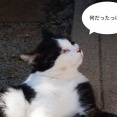 フランスの動物病院って