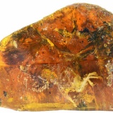 【古生物】驚異の保存状態、恐竜時代のひな鳥を琥珀の中に発見