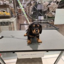 きょうのわんこ
