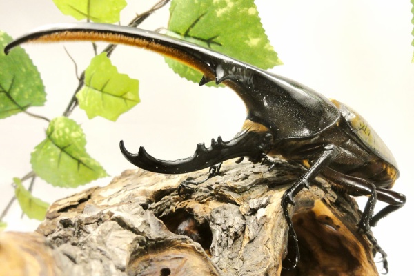 クワガタ自己満ラボ - テラリウム