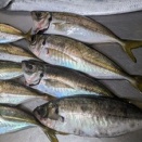釣れん！😭