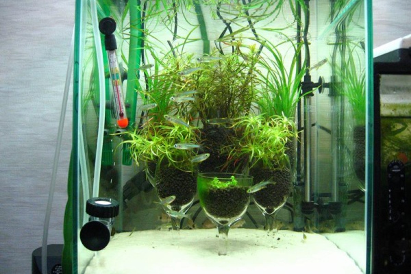 アクアリウムでまったりと レイアウト水槽 過去作