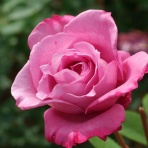 みしまバラ園芸