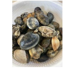 島アサリウマ〜