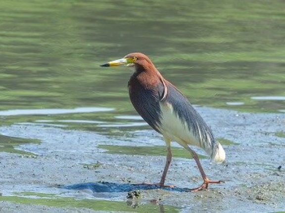 6月の野鳥予報