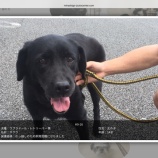 『サクラとサクラ、2匹だった！』の画像