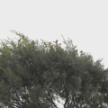 2026年7月17日の野鳥公園