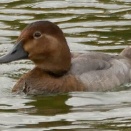 長居公園ご案内 １１月６日(木)のイベント・特別展「学芸員のおしごと 」・コスモスフェア・ローズウィーク・大阪のコロナ・都構想・野鳥
