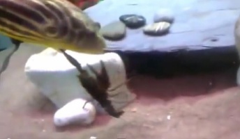 【動画】フグとザリガニがガチファイト、どっちが勝つか?