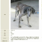 GUNDOG RESCUE CACI 活動ブログ