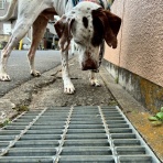 GUNDOG RESCUE CACI 活動ブログ