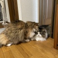 愛が深過ぎる