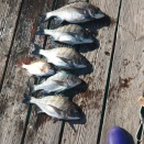 １２月９日の釣果速報