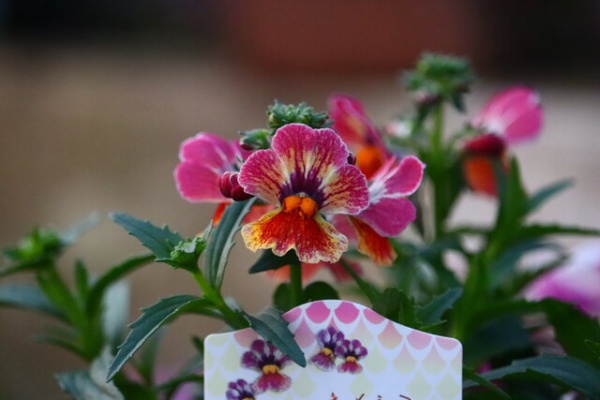 モナガーデン 中西園芸のblog