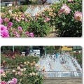 町田ダリア園