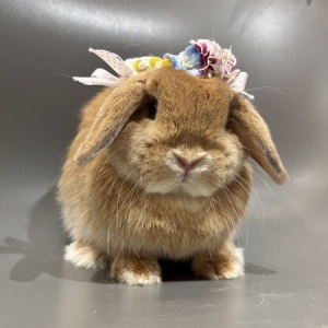 うさフェスタ春2018表紙は、青ジャケットのネザーちゃん！ : うさぎ