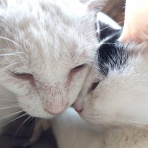 うちのとらまる