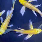 『金魚•メダカ入舎情報‼️』の画像