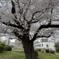 春ですね🌸