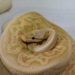 Santeria [Ball Python & Geckos]