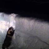 『道路から逃げようとしたけど雪壁に阻まれて逃げられないタヌキがかわいい』の画像
