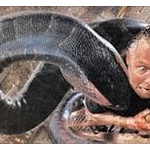 ヒエッ…！体長7メートルのヘビの腹からでてきたもの…	