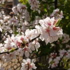 『山桜桃梅』の画像