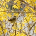 黄の園の小鳥…エゾムシクイ