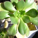 アエオさんをチョンパ