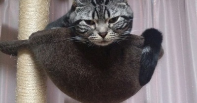 実物のﾈｺﾁｬﾝたちセカンド91