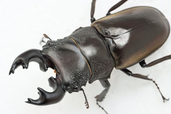 オオカブトの部屋 - ルマウィノコギリクワガタ