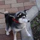 成人の日のコロッケ納豆ランチとブリ大根