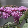 フサフジウツギ開花
