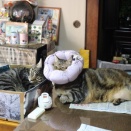 家の猫さん