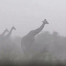 体がデカいのも考えもの。暴風雨にひたすら耐えるしかないキリン