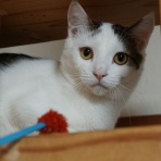 Human＆Animal Network   365日 里親募集中！