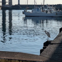2025年11月27日(木)早川漁港釣り
