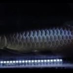 アジアアロワナ専門店《神龍》