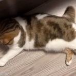 らばQ